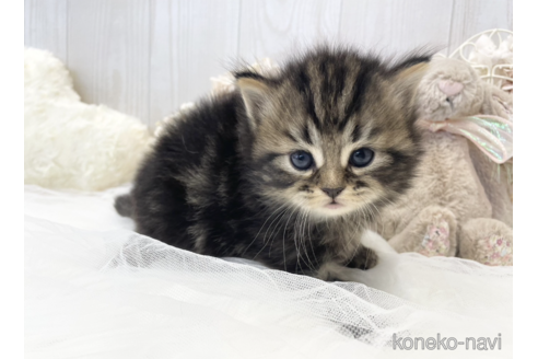 成約済の大阪府のサイベリアン-66610の8枚目